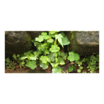Little greens rack card template