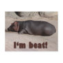 Little Hippo Tells All