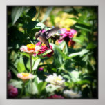 Little Hummingbird Print