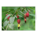 Little Imp Abutilon Flowers Greeting Card