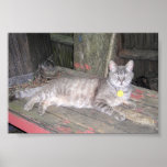 Little John the Cat Print