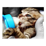 Little Kitten Sucking on a Baby Bottle Postcard