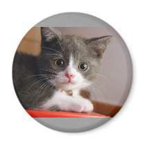 little_kittens (24) adorable fluffy pets cats baby