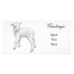Little Lamb Photo Card photo cards