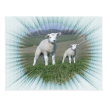 Little Lamb Postcard