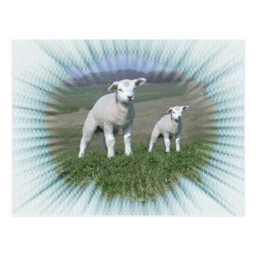 Little Lamb Postcard