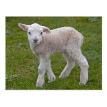 Little Lamb Postcard