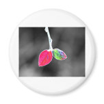 little leaves magnet