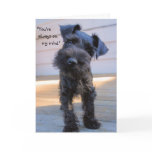 Little Miniature Schnauzer Puppy Greeting Card