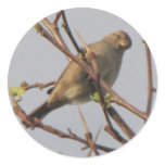Little Mockingbird Sticker