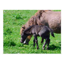 Little One Postcard