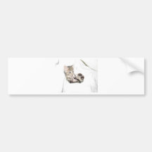 Little orphan Annie Bumper Stickers