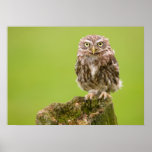 Little Owl Poster by cARTerART