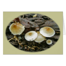 Little Parasols Mushrooms on Log Greeting Cards