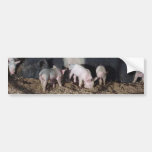 Little Piggies Bumper Sticker