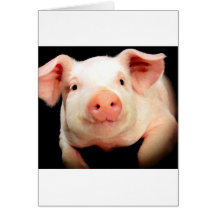 Little Piggy Greeting Card