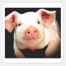 Little Piggy Square Stickers