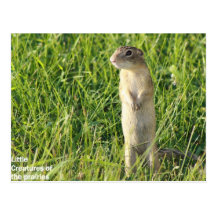 Little Prairie Creatures Postcards