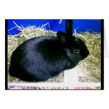 Little Rabbit 2 Greeting Card