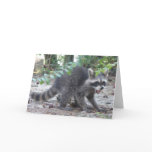 Little Raccoon Card
