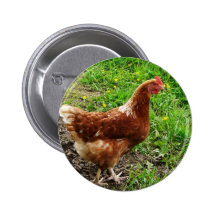 Little Red Chicken  - Free Range Egg Layer Buttons