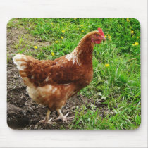 Little Red Chicken  - Free Range Egg Layer