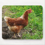 Little Red Chicken  - Free Range Egg Layer