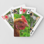 Little Red Hen Chicken Farm Photo