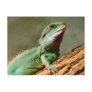 Little Reptile Post Card