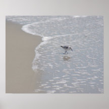 Little Sand Piper Posters