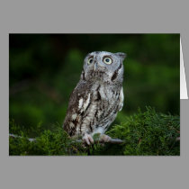 Little Screech Owl note card cards