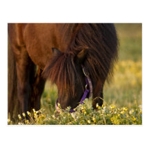 Little Sharni Shetland Pony Postcards
