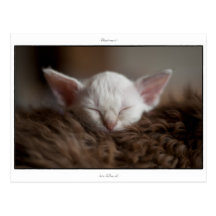 Little Sleepy - LaPerm Kitten Post Card
