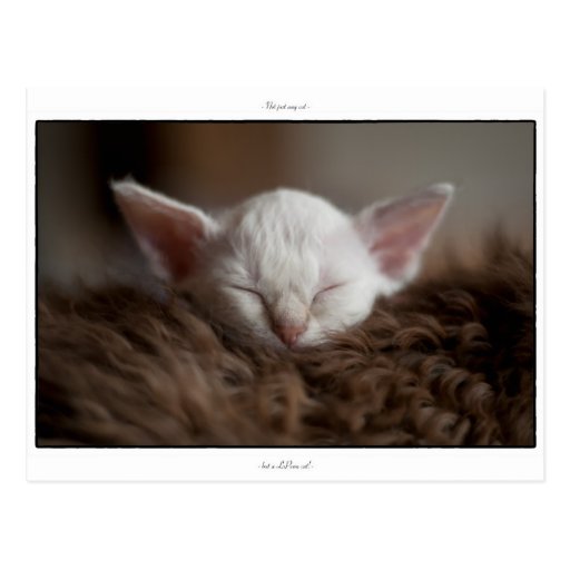 Little Sleepy - LaPerm Kitten Post Card