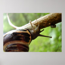 Little Snail Poster