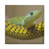 Little Snaked Refrigerator Magnet