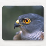 Little Sparrowhawk Mouse Pad