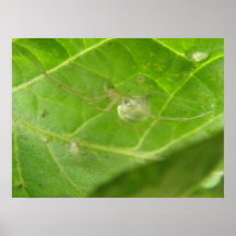 Little Spider Print