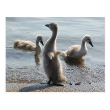 Little Swans Postcard