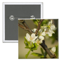 Little white flowers on a branch with green leafs pinback buttons