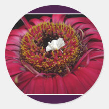 Little White Peacock in a Field of Colour Round Stickers