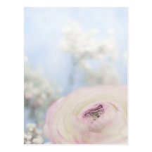 LITTLE WHITE ROSE POST CARD