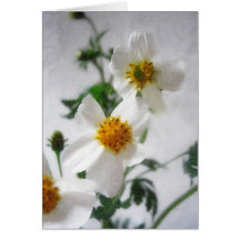 Little White Wildflowers 2 Cards