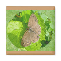 Little Wood Satyr Butterfly Coordinating Items Fridge Magnets