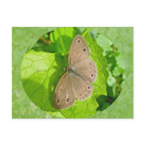 Little Wood Satyr Butterfly Coordinating Items Postcard