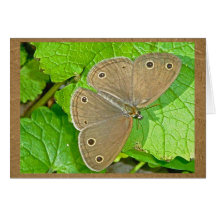 Little Wood Satyr Butterfly Note Card