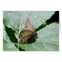 Little Wood Satyr (Megisto cymela) Greeting Cards
