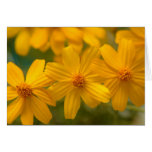 little yellow flower card