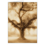 Live Oak - MW1100 Greeting Cards