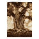 Live Oak - MW1101 Greeting Cards